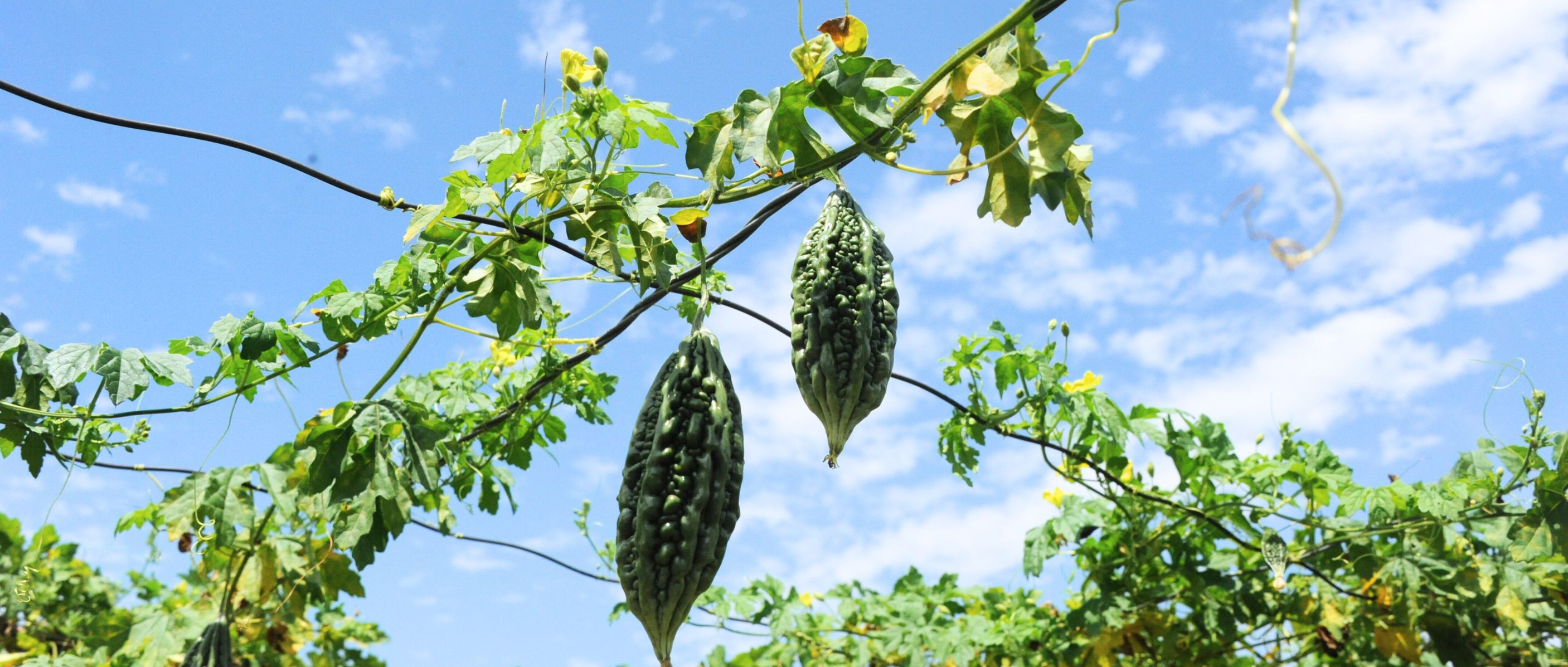 Exploring The Momordica Charantia: A Journey Into Nature's Hidden Treasure